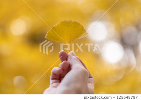 pick up colored leaves pick up colored leaves 128649787