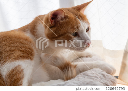 A cat relaxing by the window Brown tiger white 128649793