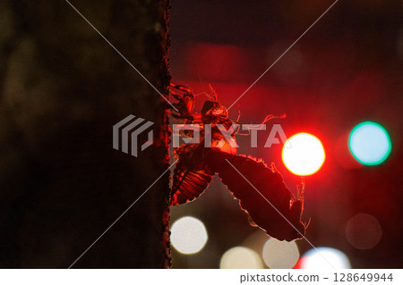 The silhouette of a brown cicada quietly emerging in the dark The silhouette of a brown cicada quietly emerging in the dark 128649944