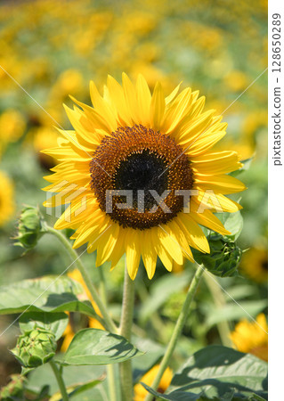 向日葵田 向日葵田 128650289