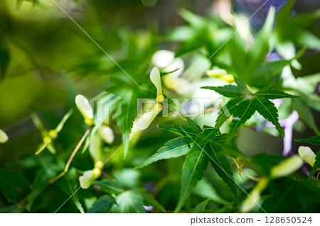 埼玉縣所澤市多聞院的楓花 埼玉縣所澤市多聞院的楓花 128650524
