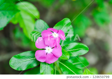 Catharanthus roseus G Don ,APOCYNACEAE or Madagascar periwinkle or Vinca or Old maid Catharanthus roseus G Don ,APOCYNACEAE or Madagascar periwinkle or Vinca or Old maid 128650799
