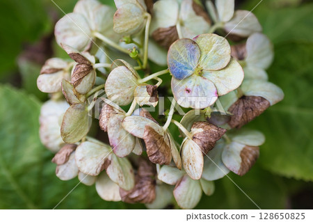 繡球花因季節變化而枯萎 繡球花因季節變化而枯萎 128650825
