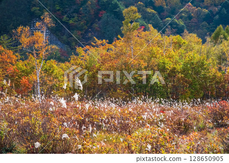 【乘鞍高原的秋天】一之瀨庭園的紅葉 128650905