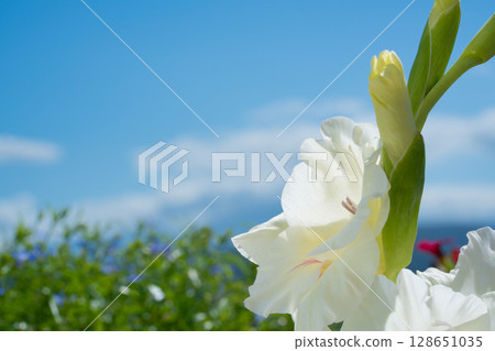 夏日陽光和純白色的花朵 夏日陽光和純白色的花朵 128651035