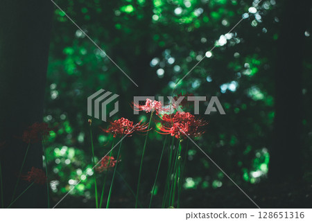陰涼處盛開的紅花 128651316