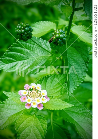 步道上可見的馬纓丹花和花蕾 128651323