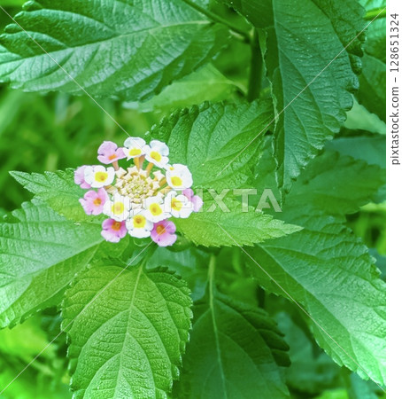 一朵馬纓丹花 一朵馬纓丹花 128651324