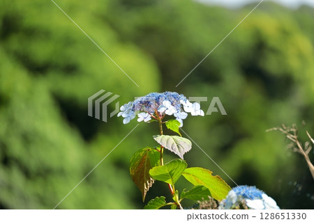 神奈川縣鎌倉市的繡球花 128651330