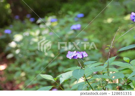 神奈川縣鎌倉市的繡球花 神奈川縣鎌倉市的繡球花 128651331