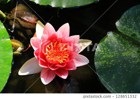 神奈川縣鎌倉市源氏山公園的睡蓮 128651332