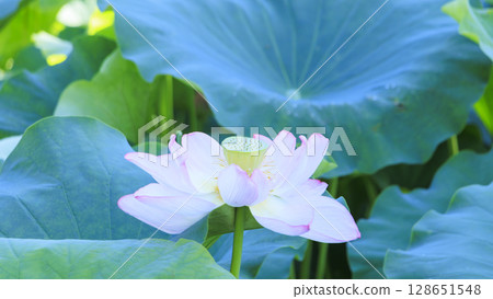 發光在藍天的蓮花 128651548