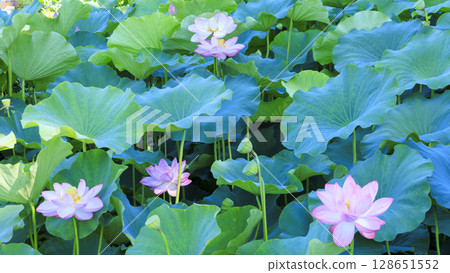 Lotus flowers shining in the blue sky Lotus flowers shining in the blue sky 128651552