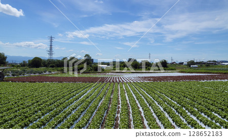 信濃鐵道沿線的御代田町的稻田和農場 信濃鐵道沿線的御代田町的稻田和農場 128652183