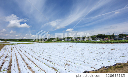 信濃鐵道沿線的御代田町的稻田和農場 信濃鐵道沿線的御代田町的稻田和農場 128652185