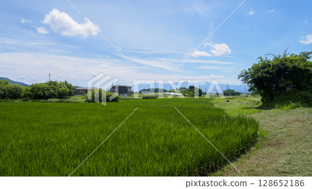 Rice fields and farms in Miyota Town along the Shinano Railway Rice fields and farms in Miyota Town along the Shinano Railway 128652186
