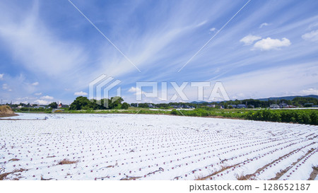 信濃鐵道沿線的御代田町的稻田和農場 信濃鐵道沿線的御代田町的稻田和農場 128652187