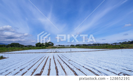 Rice fields and farms in Miyota Town along the Shinano Railway 128652191