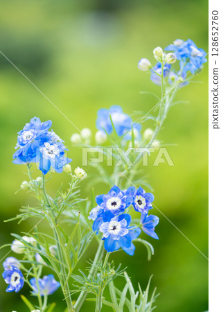 The refreshing blue of early summer 128652760