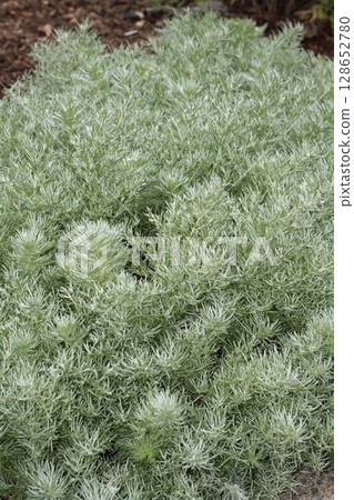 帝王蝶花，2025年6月 128652780