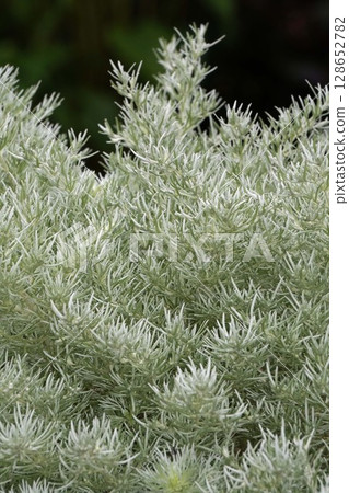 Monarch flower, June 2025 128652782