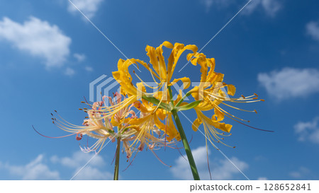 黃色的蜘蛛百合在藍天下盛開 128652841