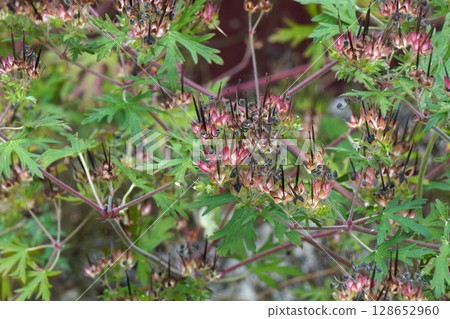 After the American Geranium Flowers, June 2025 After the American Geranium Flowers, June 2025 128652960