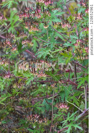 After the American Geranium Flowers, June 2025 128652961