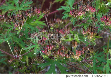 After the American Geranium Flowers, June 2025 128652962