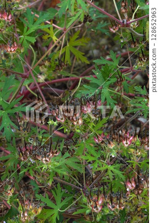 After the American Geranium Flowers, June 2025 128652963