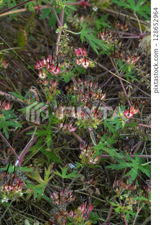 After the American Geranium Flowers, June 2025 After the American Geranium Flowers, June 2025 128652964