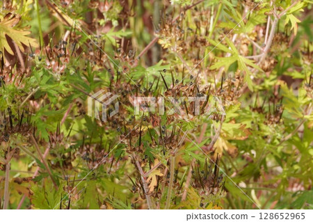 After the American Geranium Flowers, June 2025 After the American Geranium Flowers, June 2025 128652965