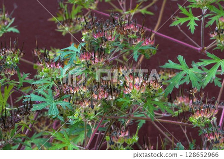 After the American Geranium Flowers, June 2025 After the American Geranium Flowers, June 2025 128652966