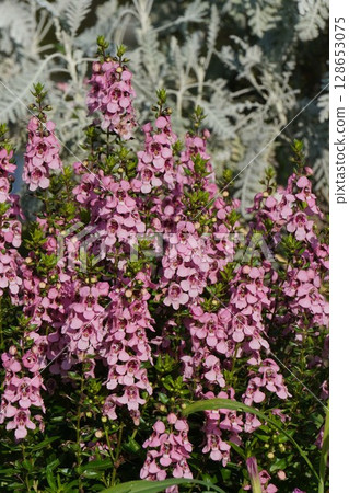 Angelonia flower, June 2025 128653075
