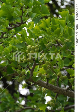 Ginkgo tree with fruit, June 2025 Ginkgo tree with fruit, June 2025 128653156