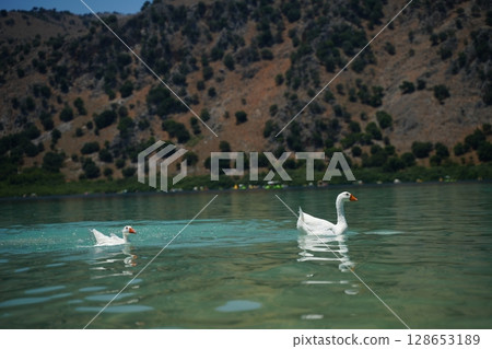 Ducks Swimming in Serene Lake with Mountain View 128653189