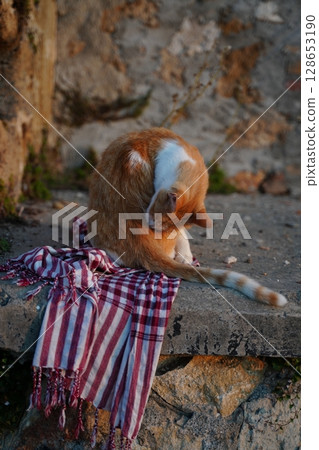 Cat Grooming on Striped Blanket Outdoors 128653190