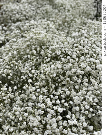 White babys breath flowers creating a delicate and textured background for various uses 128653204