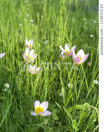 Pink wildflowers in lush green grass meadow under sunlight, suitable as nature or spring background Pink wildflowers in lush green grass meadow under sunlight, suitable as nature or spring background 128653210