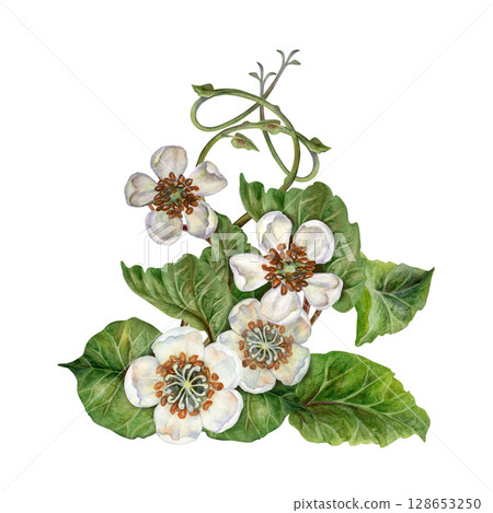Flowering curved branches with vignettes of white flowers, green leaves. Watercolor botanical clipart with a bouquet of tropical kiwi for garden design, interior, jams, drinks, healthy food, textiles Flowering curved branches with vignettes of white flowers, green leaves. Watercolor botanical clipart with a bouquet of tropical kiwi for garden design, interior, jams, drinks, healthy food, textiles 128653250