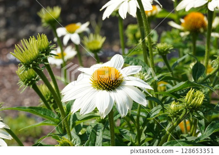 Echinacea flower, June 2025 Echinacea flower, June 2025 128653351
