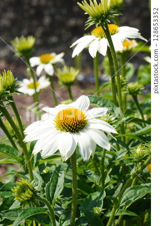 Echinacea flower, June 2025 128653352