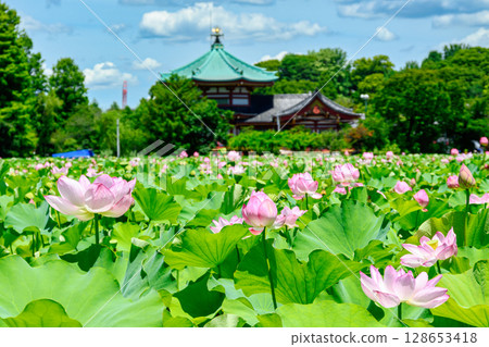 東京上野公園不忍池蓮花 128653418
