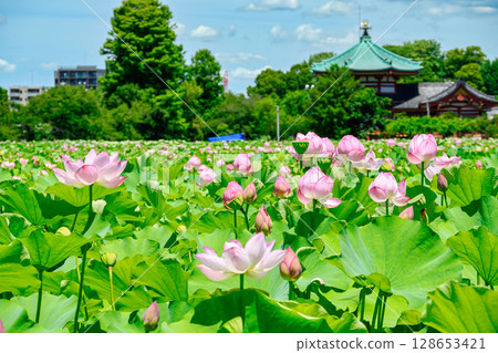 Tokyo Ueno Park Shinobazu Pond lotus flower 128653421