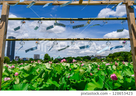 東京上野公園不忍池蓮花 128653423