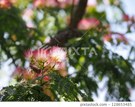 Colorful and beautiful silk tree flowers 128653485