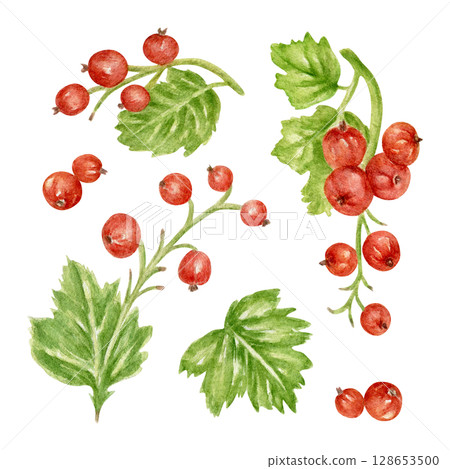 A collection of hand-drawn watercolor red currant berries. Sweet dishes, menu decorations, and packaging for berry tea and desserts. A clipart for festive decoration and card design. 128653500