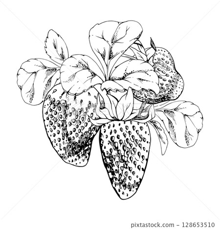 Strawberry berries growing in leaves, ripe garden pineberry strasberry harvest. Isolated botanical vector ink hand drawn illustration. Dessert menu, grocery food packaging, farmers market, cosmetics 128653510
