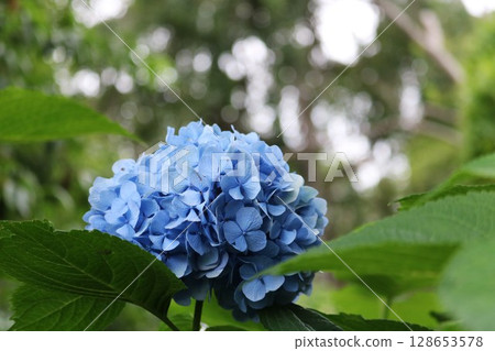 Late-blooming blue hydrangea Late-blooming blue hydrangea 128653578