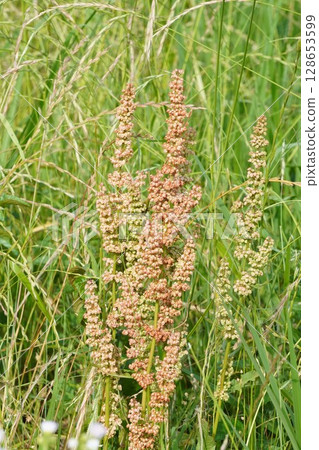 Dock Fruit - June 2025 Dock Fruit - June 2025 128653599